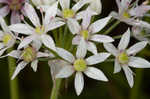 Meadow garlic